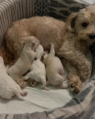 Cuccioli maltipoo