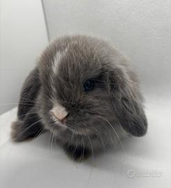 Cuccioli coniglio ariete Minilop