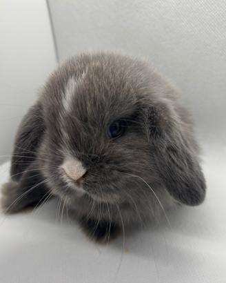 Cuccioli coniglio ariete Minilop