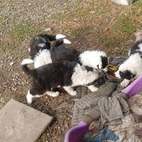 Cuccioli maremmani boder colly