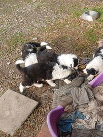 Cuccioli maremmani boder colly