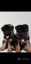 Cuccioli di pastore tedesco