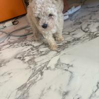 Barboncino maltipoo