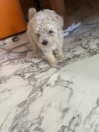 Barboncino maltipoo
