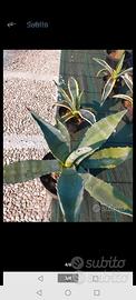 agave foglia variegata è classico