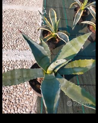 agave foglia variegata è classico