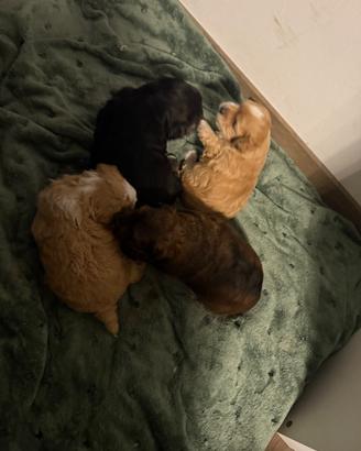Cuccioli Maltipo