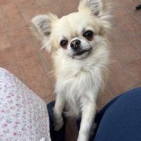 Chihuahua cn pelo lungo per monta cn pedigree enci