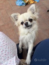 Chihuahua cn pelo lungo per monta cn pedigree enci