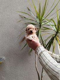 Cuccioli di barboncini toy