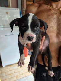 cuccioli Amstaff