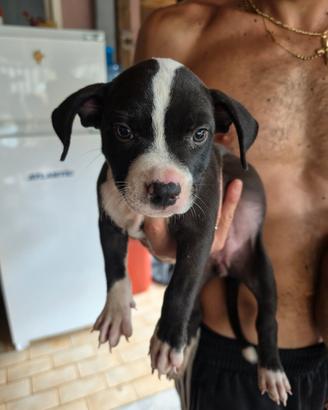 cuccioli Amstaff