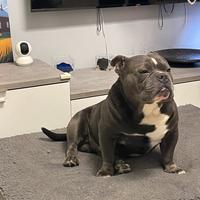 American Bully Poket monta