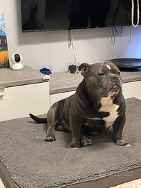 American Bully Poket monta
