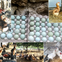 Pulcini di araucana uo.va azzurre