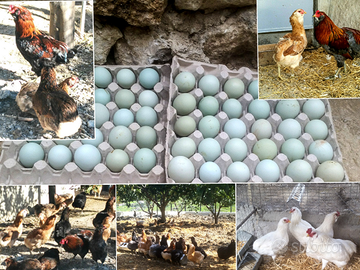 Pulcini di araucana uo.va azzurre