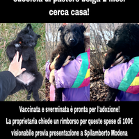 Cucciola pastore belga 2 mesi