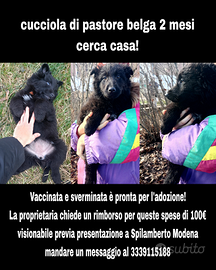 Cucciola pastore belga 2 mesi