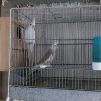 Pappagalli in blocco