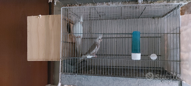 Pappagalli in blocco