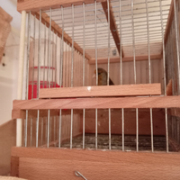 Incardellato di passata