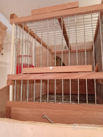 Incardellato di passata