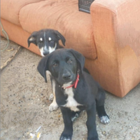 Regalasi cuccioli taglia media