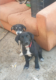 Regalasi cuccioli taglia media