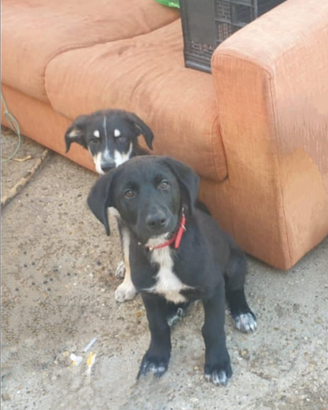 Regalasi cuccioli taglia media