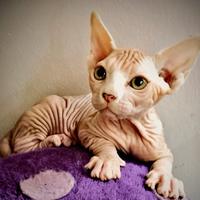 Cuccioli di Sphynx