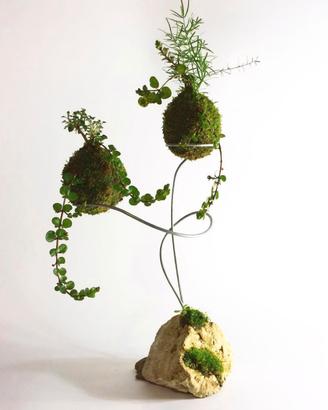 Kokedama personalizzata