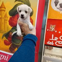 Chihuahua toy femminuccia Total White