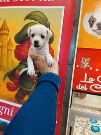 Chihuahua toy femminuccia Total White