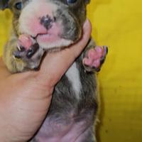 Bulldog francese blu bringe
