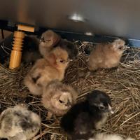 Prenotabili pulcini gallina Moroseta