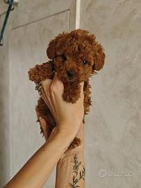 Barboncino Mini toy