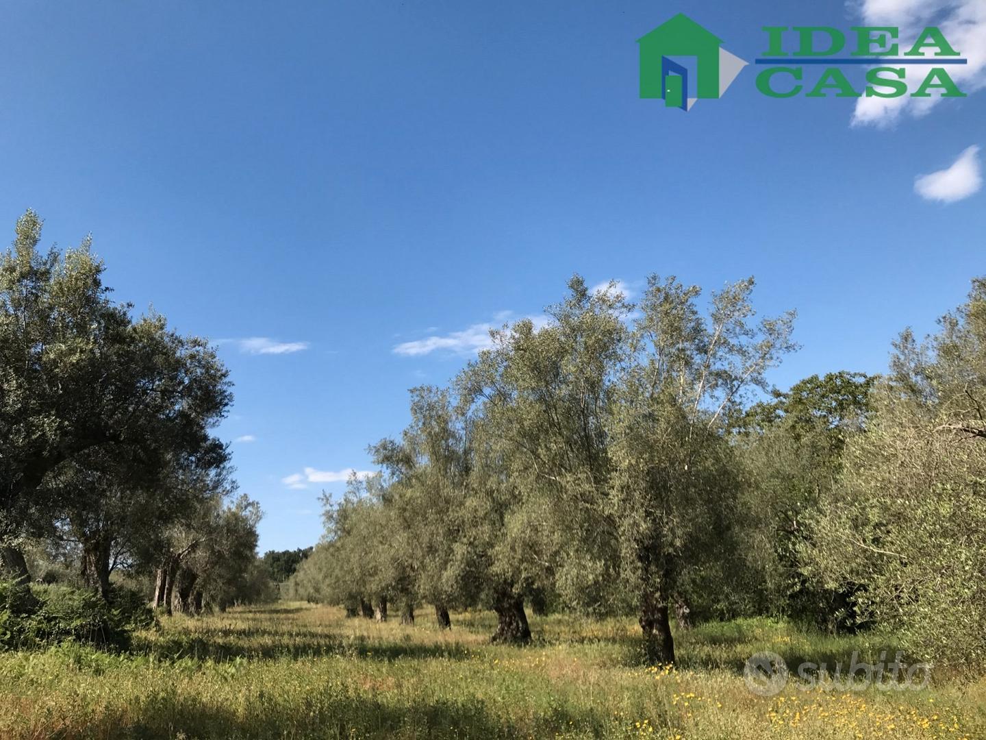 4.203 Mq terreno Agricolo - Altro