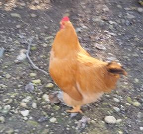 Galline pesanti robuste pronte da uovo