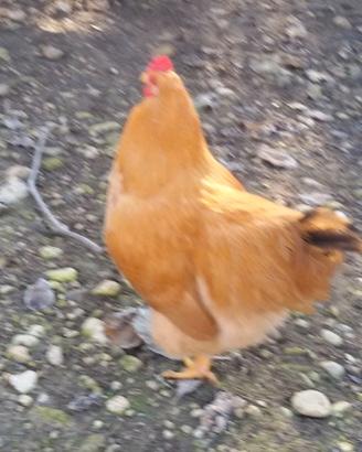 Galline pesanti robuste pronte da uovo