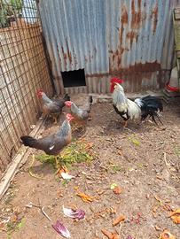 Galline ornamentali
