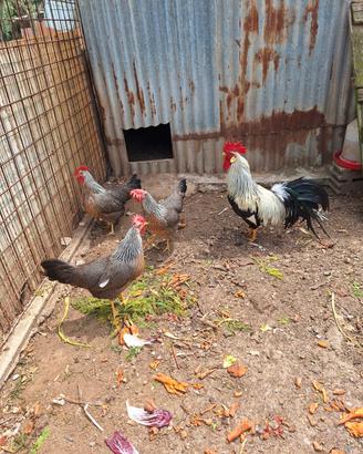 Galline ornamentali