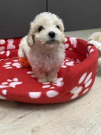 Bichon maltese mini toy