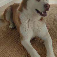 Husky per monta