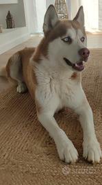 Husky per monta