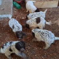 Cuccioli lagotto romagnolo