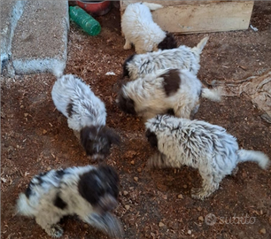 Cuccioli lagotto romagnolo
