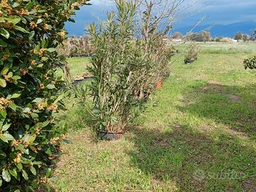 Oleandri alti 2 metri in vaso
