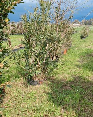 Oleandri alti 2 metri in vaso