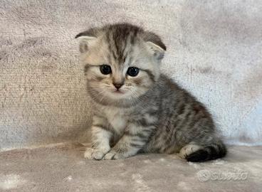Cuccioli - Scottish Fold e Straight