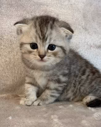 Cuccioli - Scottish Fold e Straight